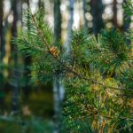 Introduction to Buying Forest Land